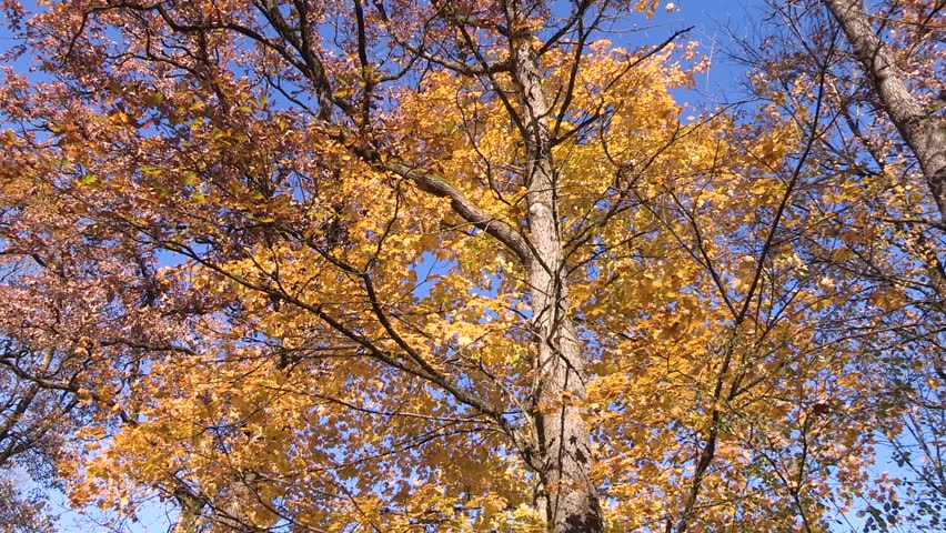 Colorful Autumn leaves on a tree, oak, autumn