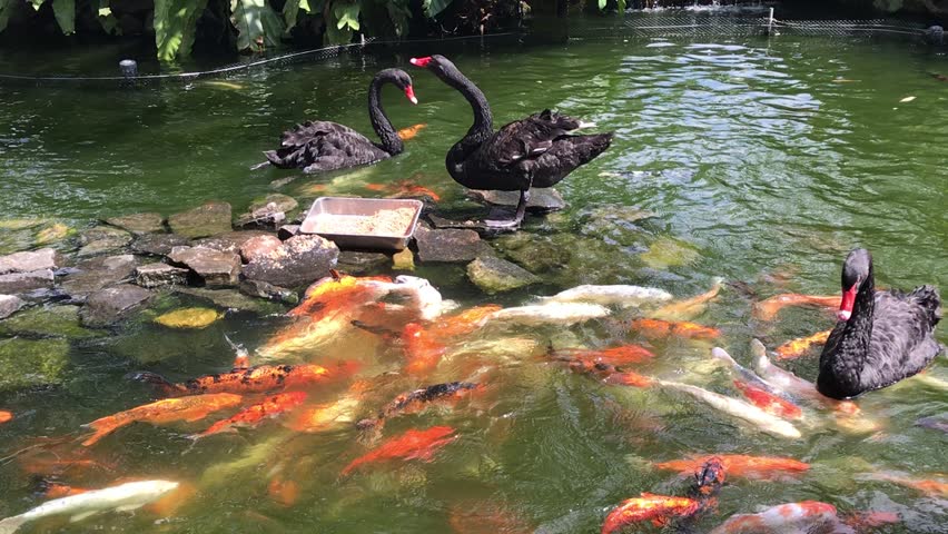 Geese and gold fishes in the pond