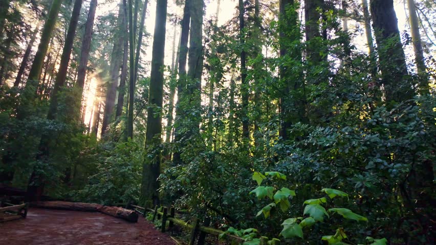 Towering ancient redwood trees reach toward the sky in a dense green forest at Henry Cowell Redwoods State Park