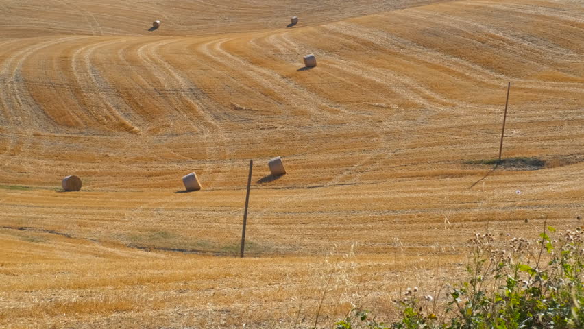Golden wheat field with round hay bales. Golden hay bales resting on a vast, rolling agricultural field after the summer harvest, with the undulating landscape creating curved patterns on the dry