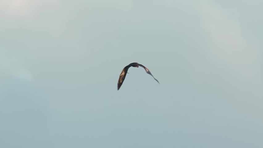Flying Fox Silhouette Over Sky, Cinematic SlowMotion Gliding Against Pale Blue Maldivian Clouds, Lone