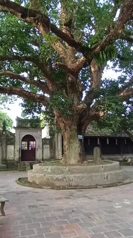 A magnificent, rare ancient mango tree at Pho Minh Pagoda in Nam Dinh on a winter afternoon. The outskirts of Nam Dinh city, Ninh Binh province, Vietnam, December 15, 2025.
