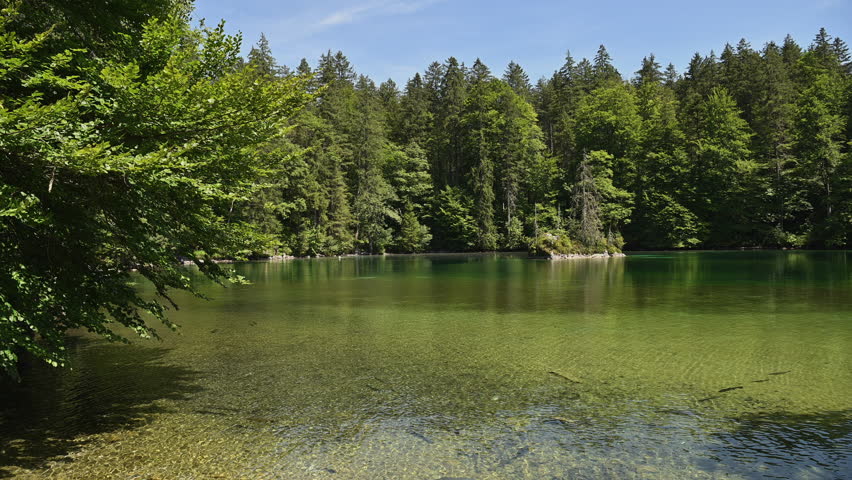 Small Bavarian Lake in Germany. Exploring a Clear Lake with few Trouts Species Swimming Inside.