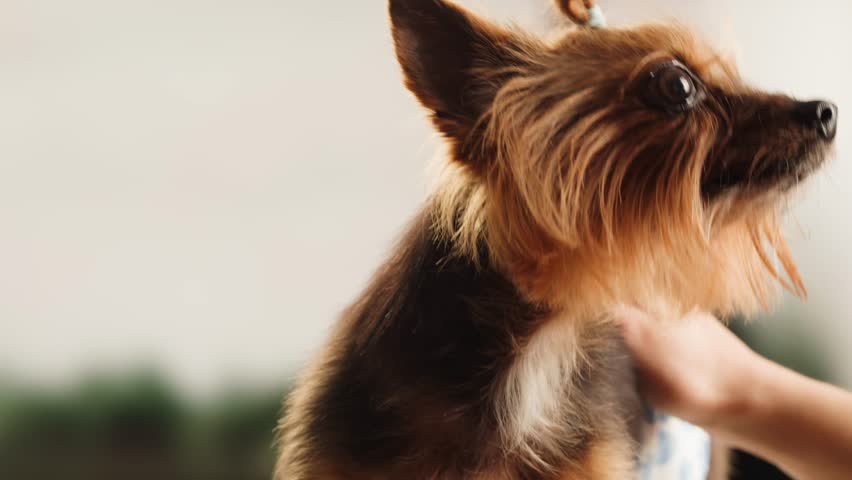 Yorkshire terrier at grooming salon, woman grrom small cute dog, happy animal life.