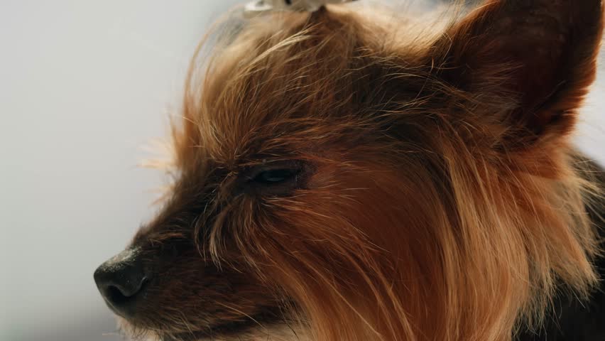 Yorkshire terrier at grooming salon, woman grrom small cute dog, happy animal life.