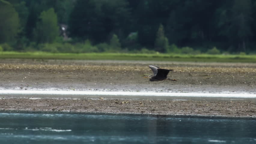 Great blue heron flying above the sea shore during low tide. Slow motion.