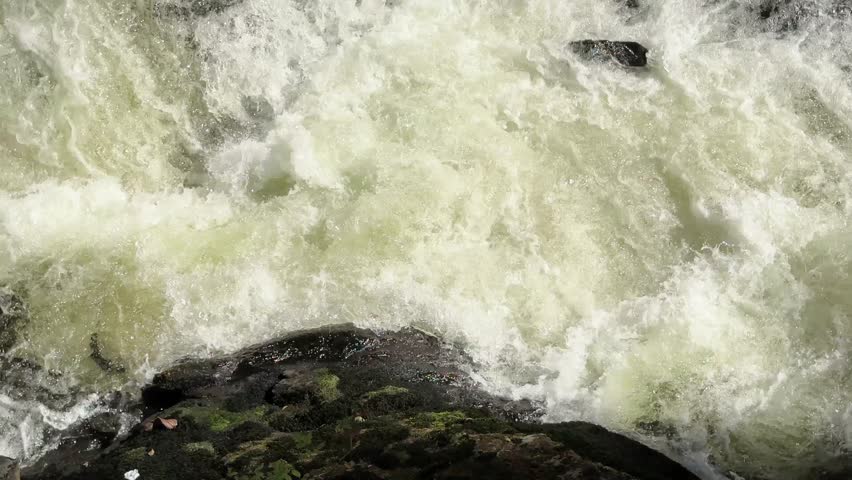 A school of salmon swimming upstream on the Ketchikan River, salmon ladder, Alaska, photographed in late August 