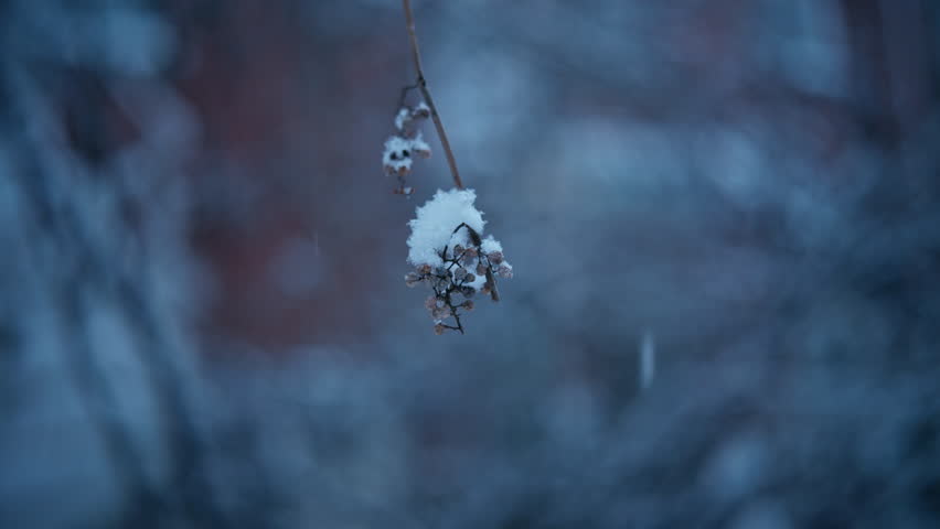 Frozen berries on a thin branch during first snow in an autumn to winter transition.
