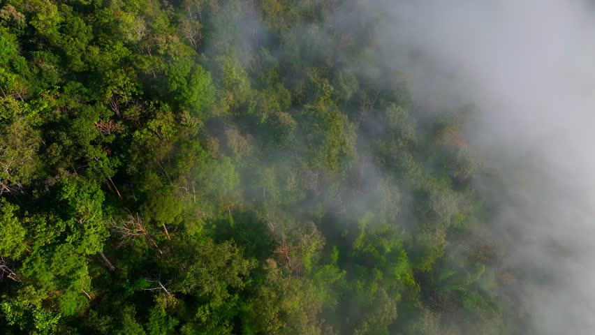 Aerial drone shot of dense tropical forest in fog. Forests combat climate change by capturing carbon, cooling the planet, sustaining biodiversity, regulating rain, and storing energy. Thailand.
