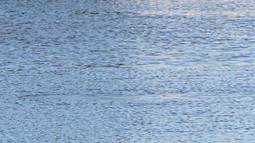 Cormorant catches an enormous fish and swallows it