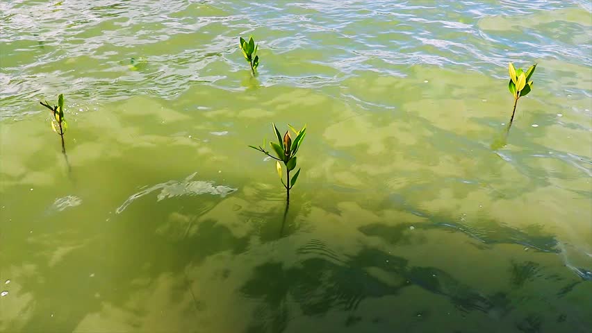 Red mangrove or Rhizophora mangle tree seedlings at a conservation area 4k