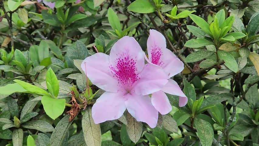Beautiful pink flower in full bloom amidst green lush foliage. Vibrant purple flower blossoming surrounded by green plants. Close-up shot of a beautiful pink flower surrounded by leaves.
