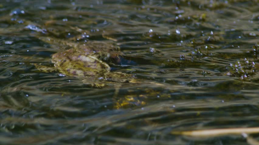 Common toad in water during spring mating season