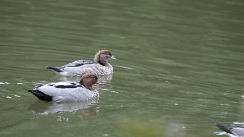 Australian Wood Ducks swimming peacefully on the calm, green waters of Emerald Lake near the Puffing Billy Railway.