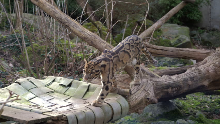 Pan-left footage of a rare clouded leopard. Featuring its cloud-like spots and powerful movements as it explores a simulated forest habitat in a zoo.