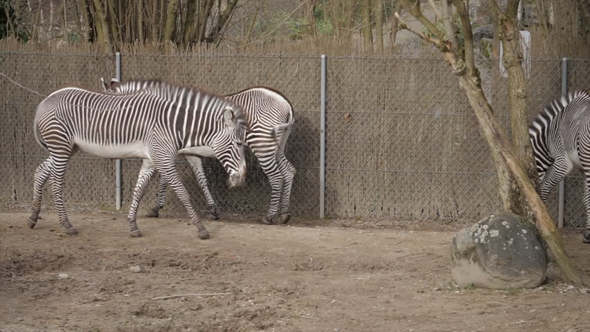Stunning footage of two endangered Grevy