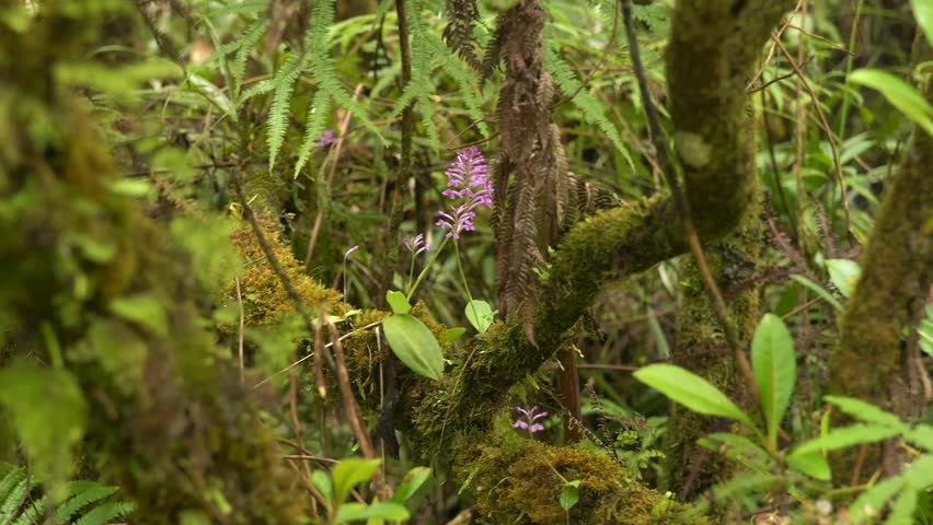 Close-up of Lush Epiphytic Vegetation and Moss Growing on Trees in the Forêt de Bébour Rainforest