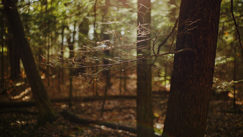 Slow motion shot of spider web in forest with morning sun