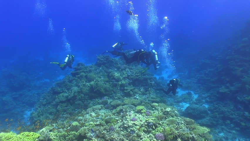 Group of divers swims over coral reefs. Red Sea