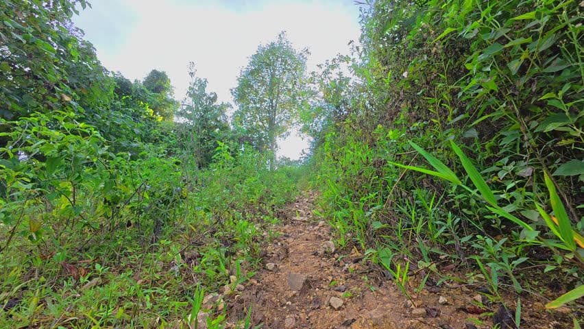 Lush Greenery Along a Rocky Mountain Trail