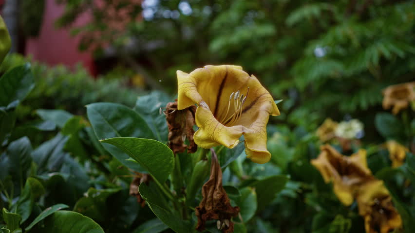 Solandra maxima flower blooming outdoors with vibrant yellow petals and lush green leaves against a blurred background in spain, showcasing natural beauty and botanical elegance.