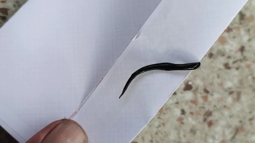 High angle macro shot of a small, slimy black leech or land planarian crawling slowly on the edge of a white piece of paper. The video captures the creature's rhythmic movement and glossy texture against a neutral background, suitable for educational or nature-related content