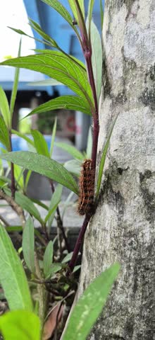A brown caterpillar crawls steadily down the stem of a tree, with the sparkling blue water of a swimming pool visible in the background. It eventually makes its way down toward the ground.
