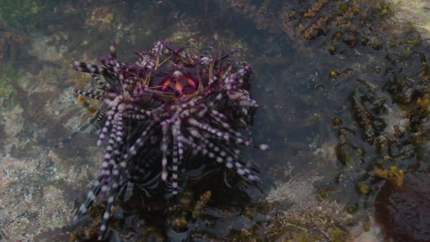 banded sea urchin on the coast