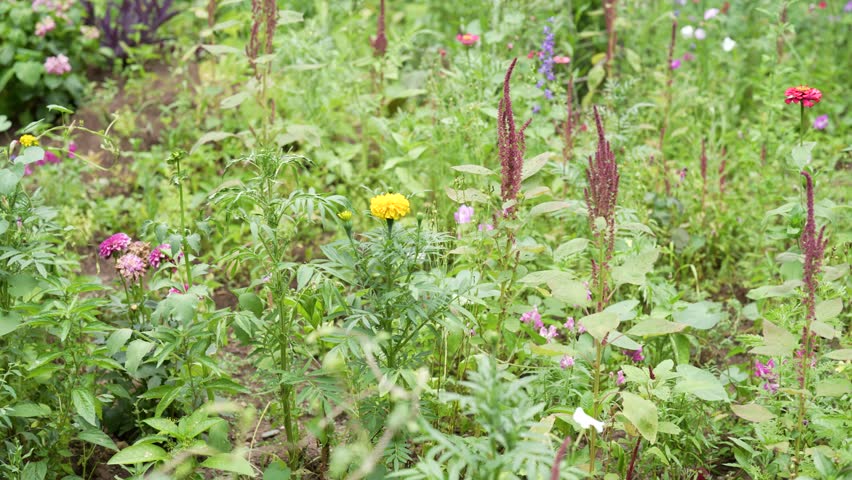 Colorful Flower in Spring season scenic Wonderful Green panoramic Landscape of Woods Highlands Iran Beautiful Bloom Blossom Fresh Flora Forest Meadow Mountains Nature Outdoor Rural Sunny Sky Grass