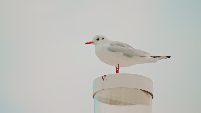 A white gull stands calmly on top of a harbor light against a soft pastel sky, looking directly at the camera