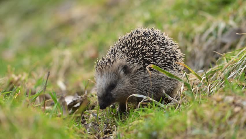 European Hedgehog foraging for food on grassy slope in Norway with fast, twitching motion, front and side view