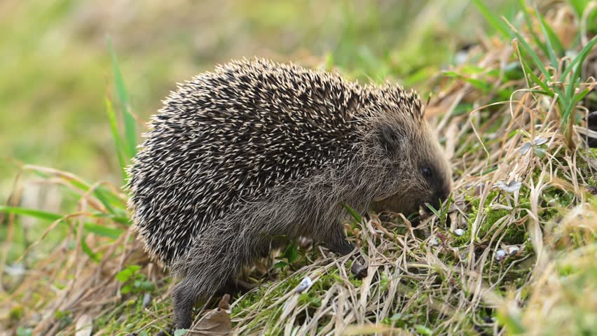 European Hedgehog, also known as Common Hedgehog, foraging for food on a grassy hillside in Norway, side profile view