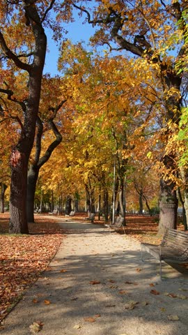 Tranquil autumn park in Budapest with golden maple leaves, empty benches along a gravel footpath, and bright sunlight filtering through tall trees under a clear blue sky.
