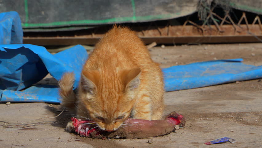 Little cat eating raw meat in the streets of Morocco. Slow motion