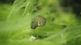 Freshwater Ramshorn Snail Feeding on Green Algae in Fish Pond - Powered by Shutterstock - Get 15% off with code: PIKWIZARD15