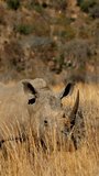 Vertical view of scarred rhino standing alert in long grass - Powered by Shutterstock - Get 15% off with code: PIKWIZARD15