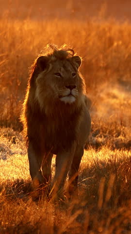 Vertical slow motion of lion in golden dawn light with visible breath