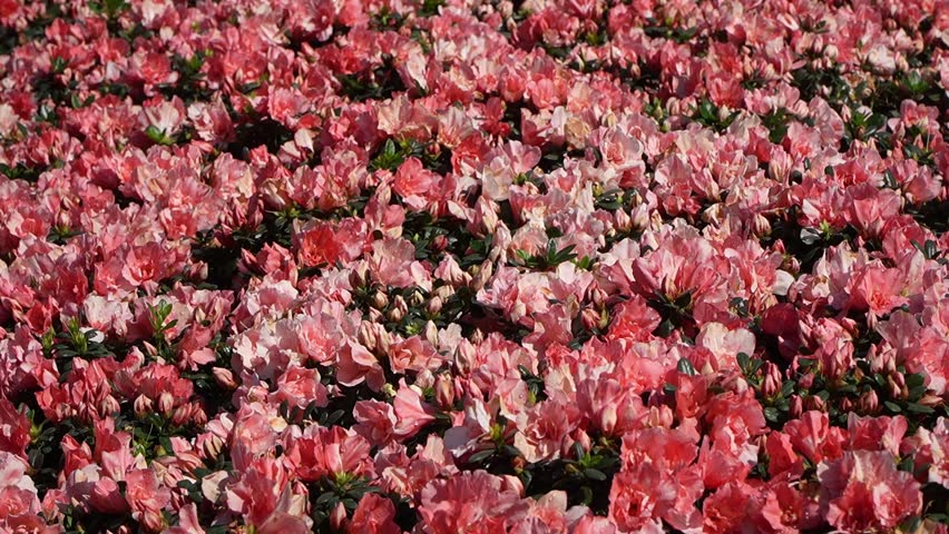 A dense field of pink azalea flowers in full bloom, creating a soft and romantic floral landscape filled with vibrant spring colors and natural beauty.