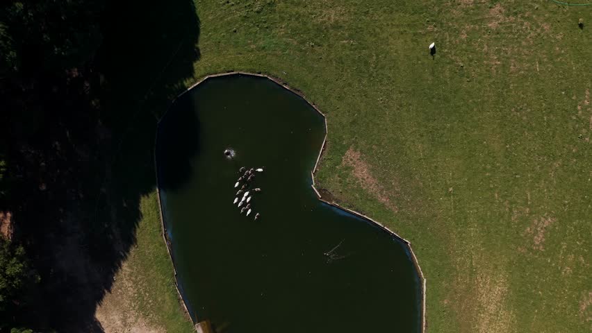 Top down aerial view of a small pond surrounded by grass and trees in rural landscape