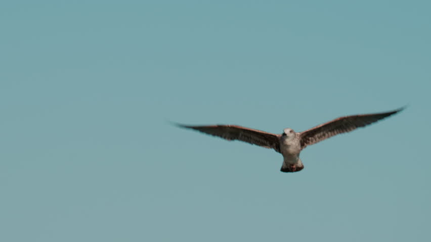 Close up of a seagull gliding through the air against a clear blue sky
