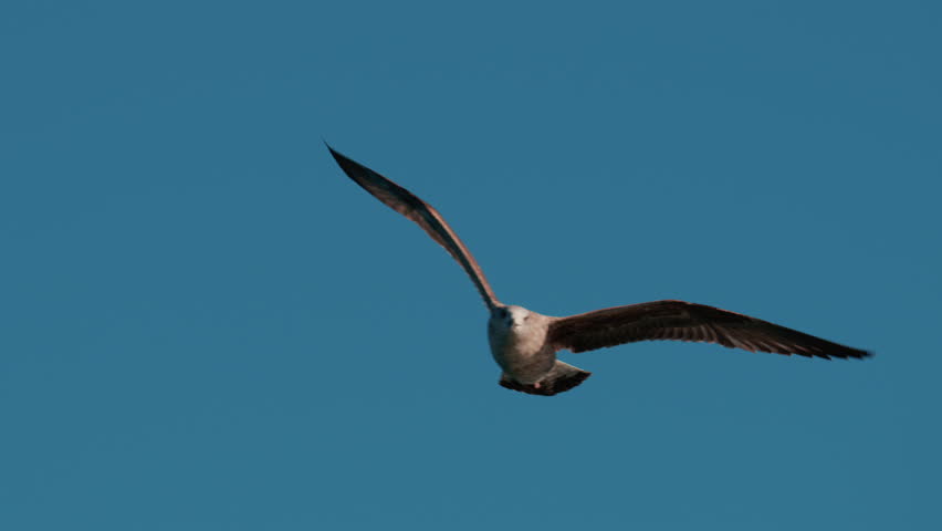 Close up of a seagull gliding through the air against a clear blue sky