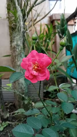 A vibrant pink rose in full bloom with delicate layered petals, surrounded by green leaves and unopened buds, photographed outdoors with a soft blurred garden background.