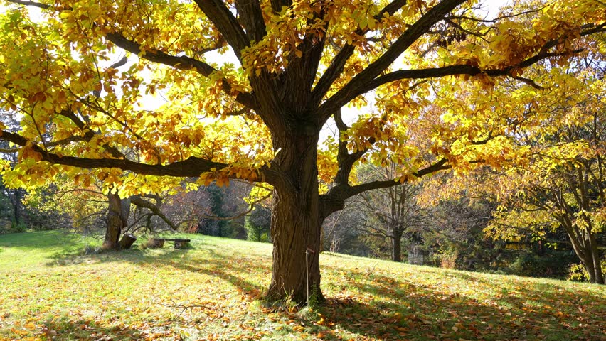 A lone tree glows with golden yellow leaves, standing out against the soft autumn landscape in a serene fall scene.