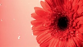 Slow motion of water drops falling on red Gerbera flower. Raindrops splashing on beautiful daisy petals. Fresh nature concept on pink background. - Powered by Shutterstock - Get 15% off with code: PIKWIZARD15