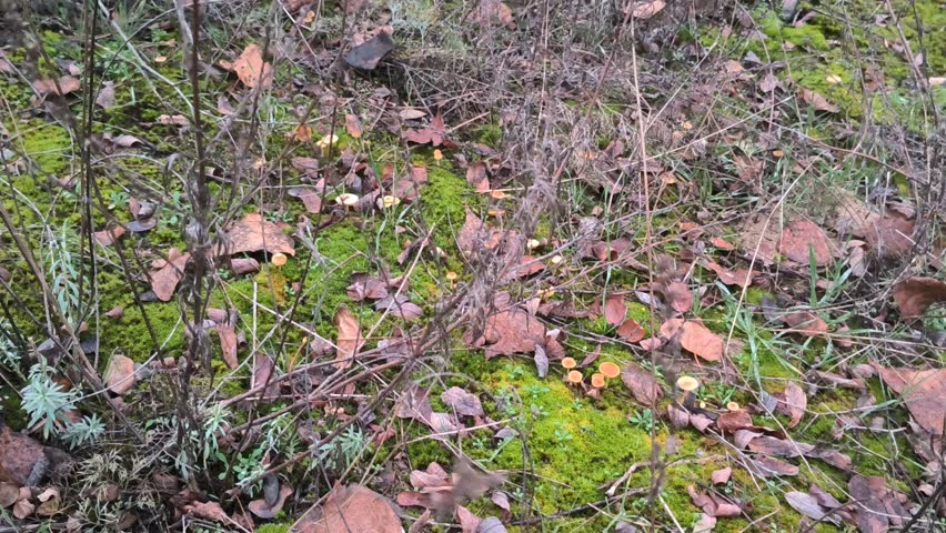 Cluster of small yellow mushrooms growing on mossy forest floor with twigs and leaves. Natural woodland fungi scene, ideal for ecology and nature themes.