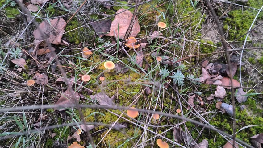 Cluster of small yellow mushrooms growing on mossy forest floor with twigs and leaves. Natural woodland fungi scene, ideal for ecology and nature themes.