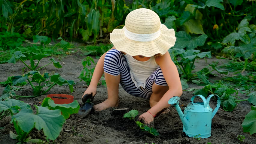 A child plants strawberries in the garden. Selective focus.