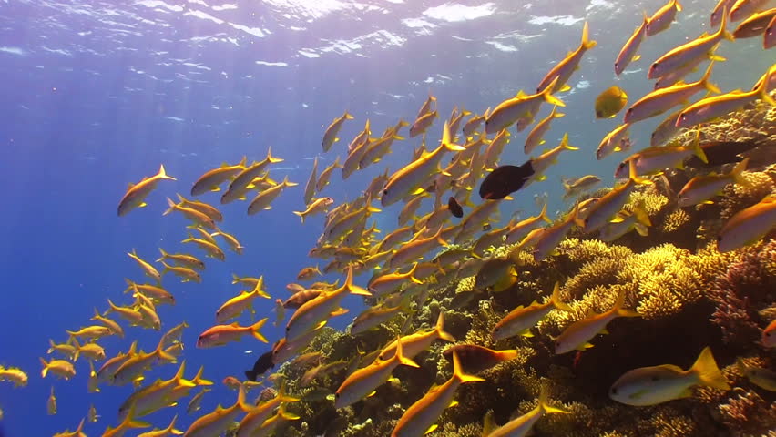 Shoal of Yellow Fish on Coral Reef, Red sea