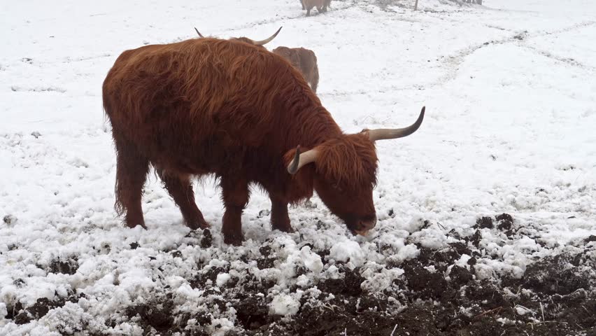 Brown highland cow using its snout to find grass under the snow on a cold, foggy winter day