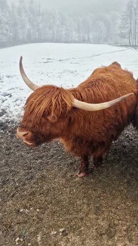 Herd of curious scottish highland cattle with long horns and shaggy coats eating in a snowy landscape
